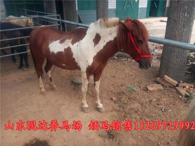 探尋滁州正規養馬場 馬匹價格與婚慶旅游用馬購買指南